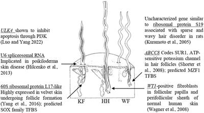 Genetic association of wool quality characteristics in United States Rambouillet sheep